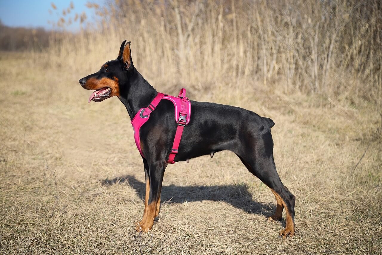 Dog Missing Owner Symptoms: Best 7 Tips!
