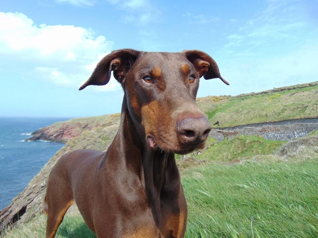 Rattlesnake Bite Dog Symptoms: Best 7 Health Tips!