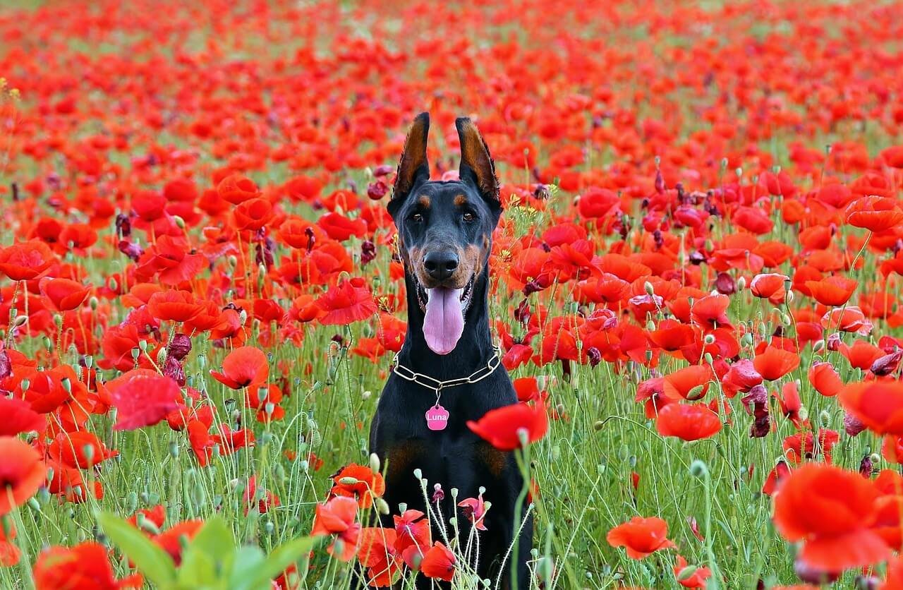 Understanding Pack Mentality in Dogs: Best 7 Expert Tips!