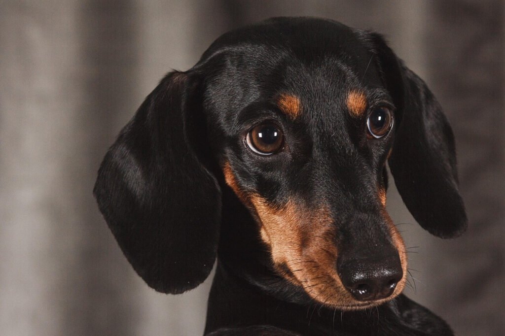 Do Raised Dog Bowls Prevent Bloat? Best 7 Tips!