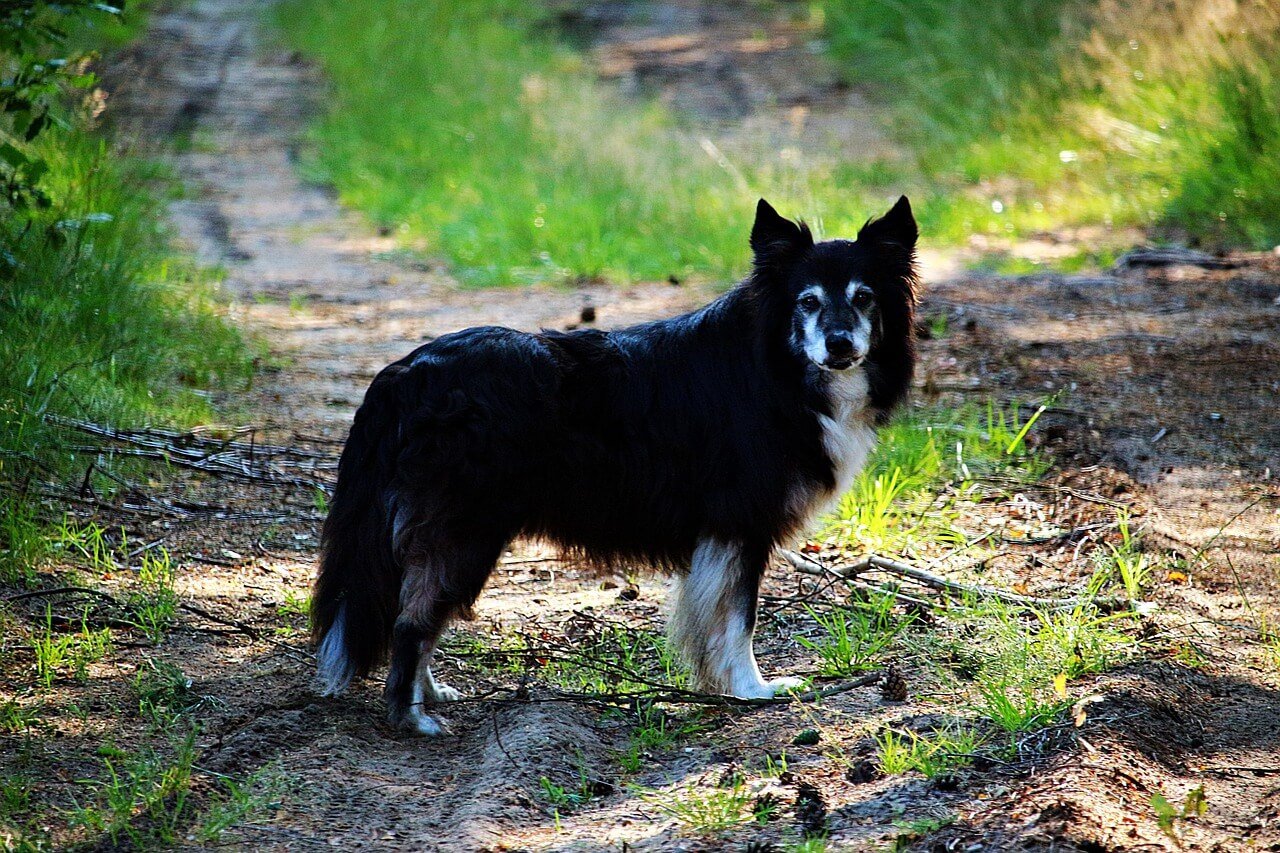 Is Cinnamon Bad for Dogs? Best 7 Health Tips!