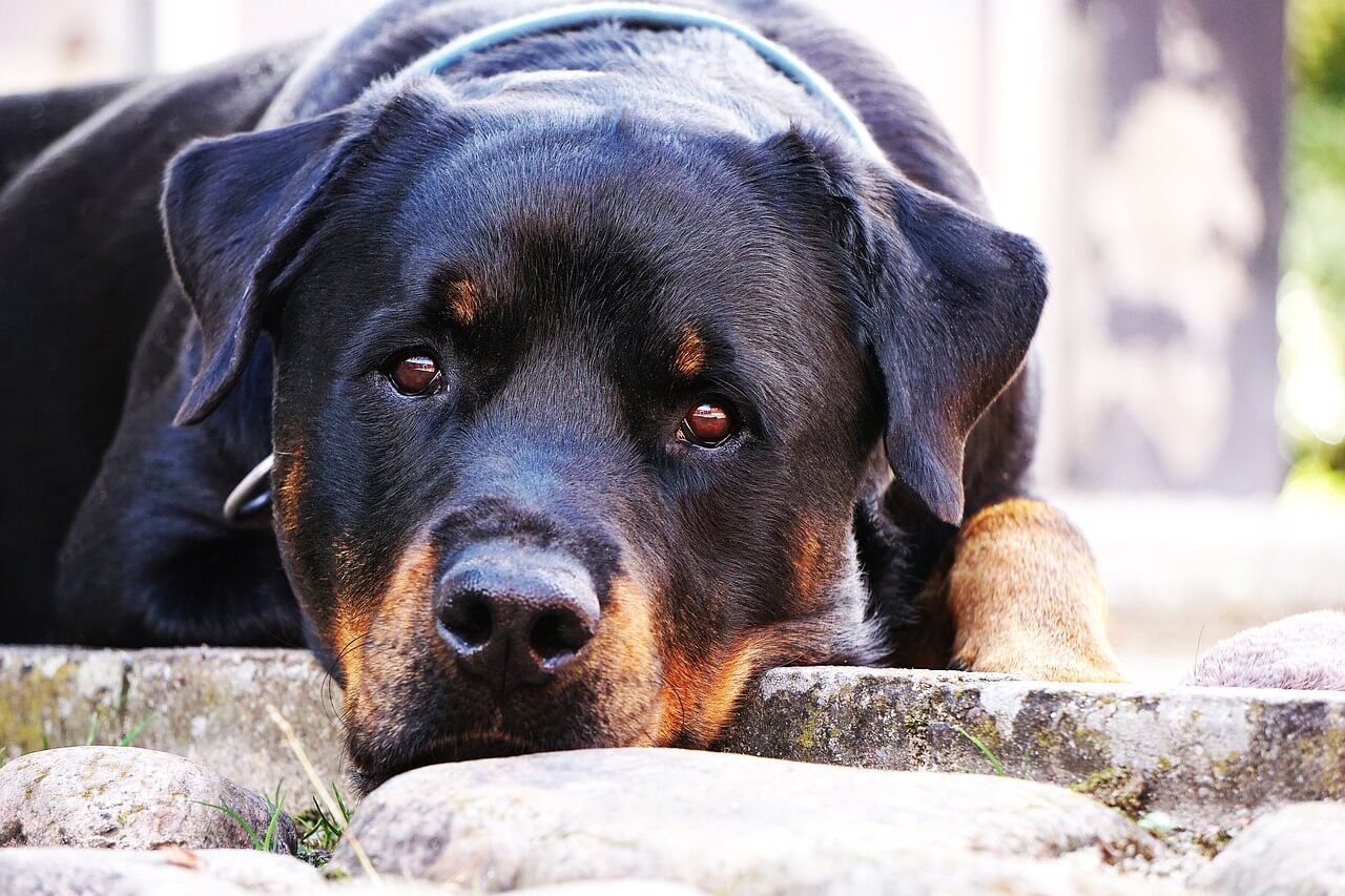 Dogs Eye Turned Blue Overnight: Best 7 Health Tips!