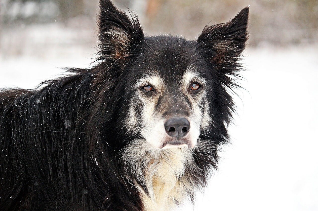 Understanding Dog Eye Cancer: Best 7 Expert Tips!