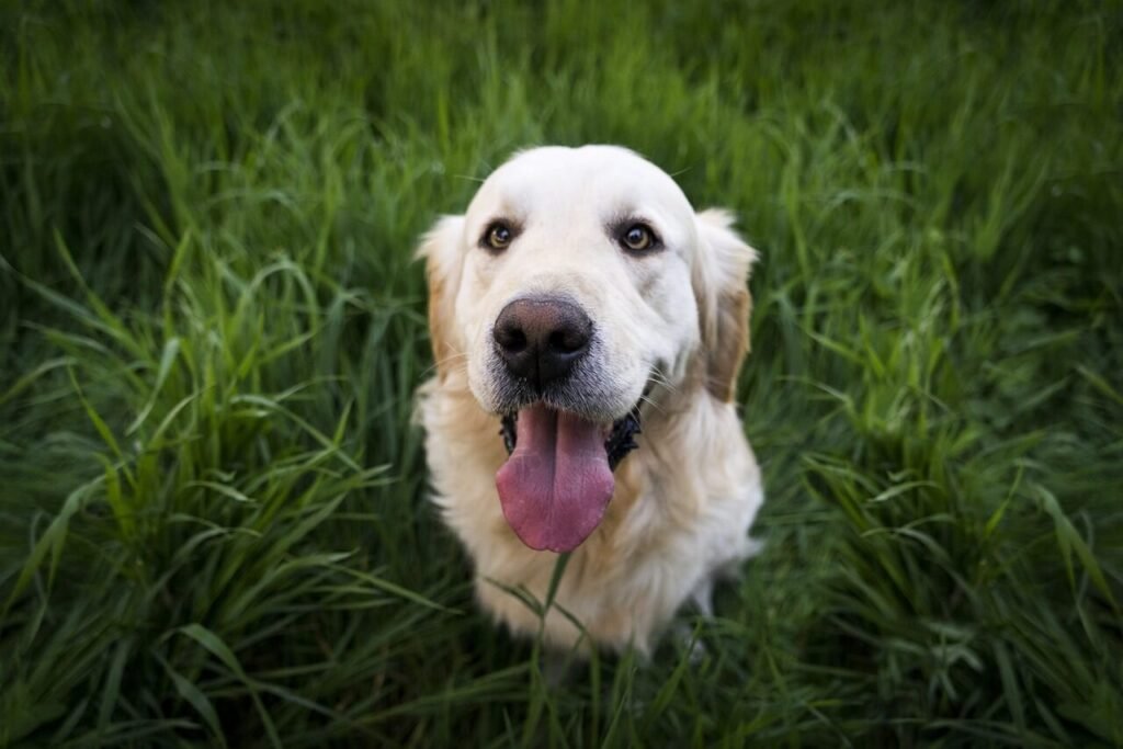 How Long Does a Golden Retriever Live? Best 7 Expert Tips!