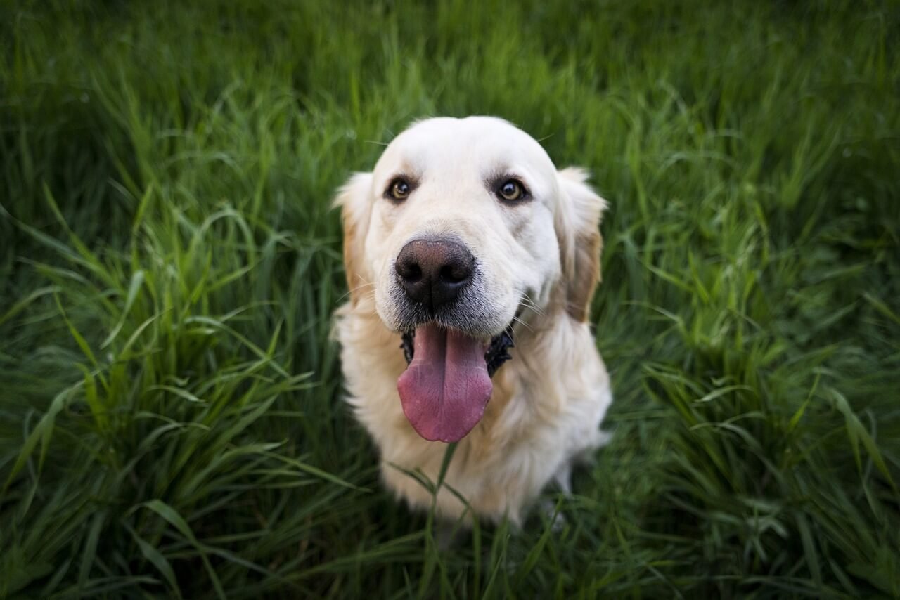 How Long Does a Golden Retriever Live? Best 7 Expert Tips!