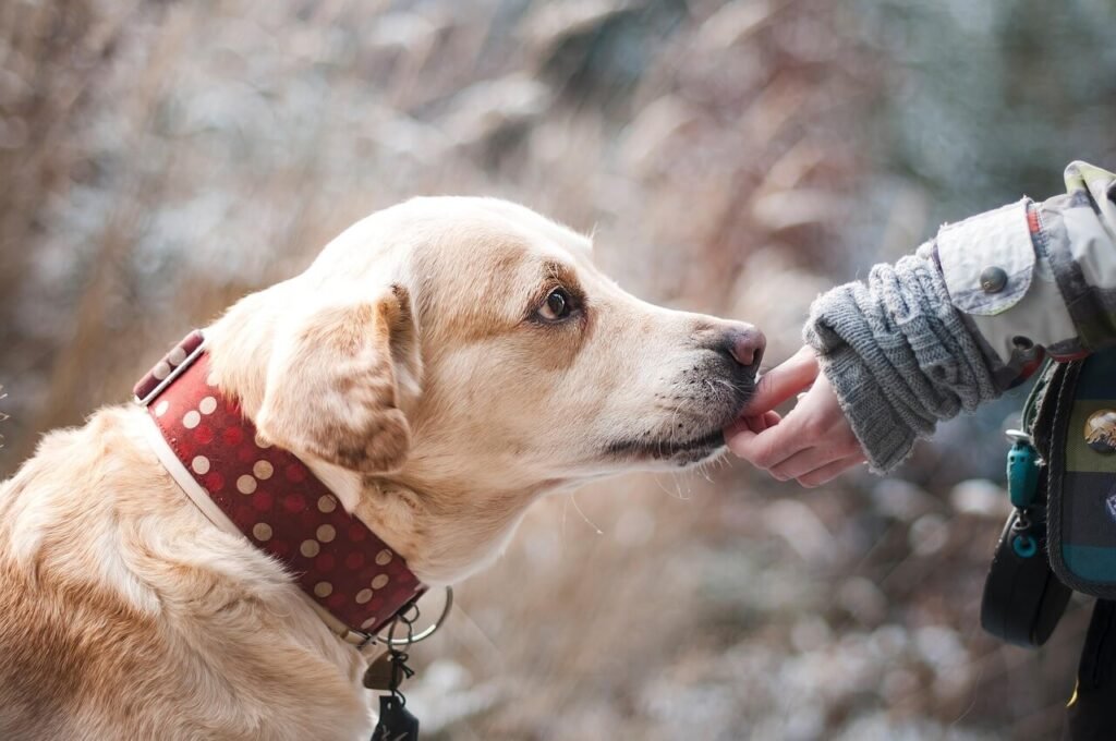 Dog Throwing Up Orange Liquid: Best 7 Health Tips!