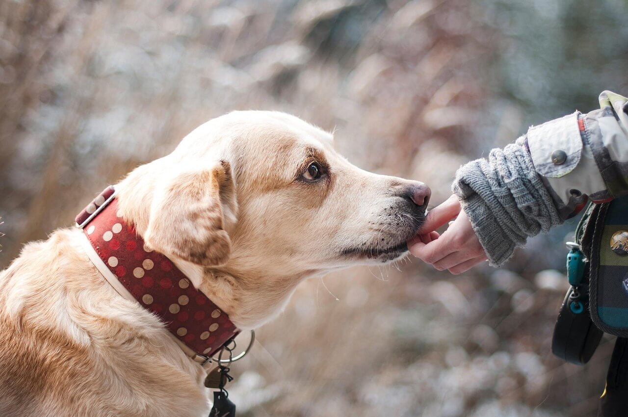Dog Throwing Up Orange Liquid: Best 7 Health Tips!