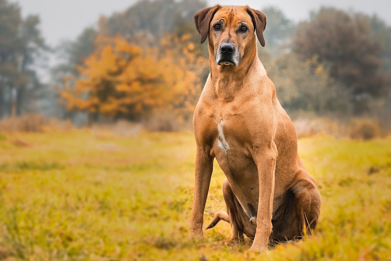 How Do I Know If My Dog Ate Something Bad? Best 7 Tips!