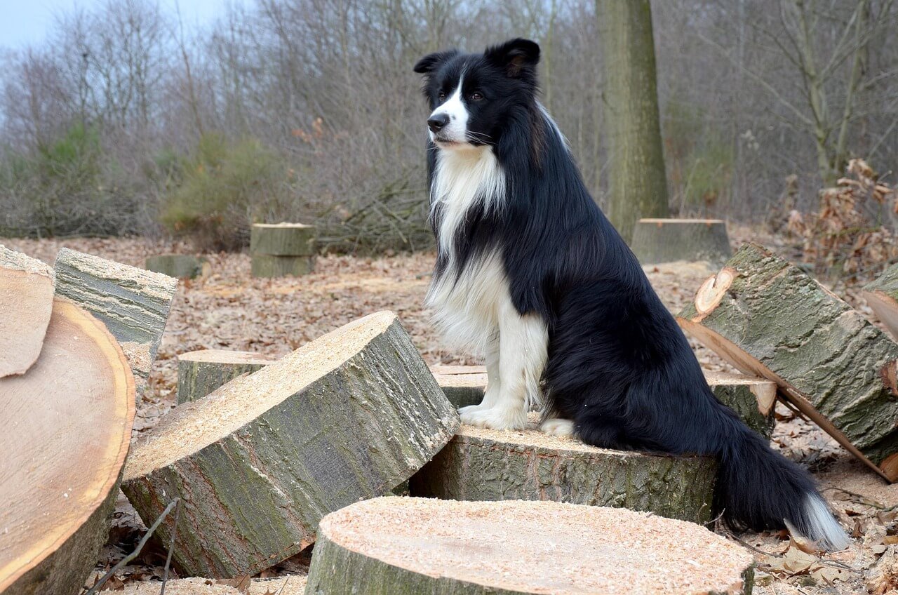 New Dog Aggressive Towards My Resident Dog: Best 7 Tips!
