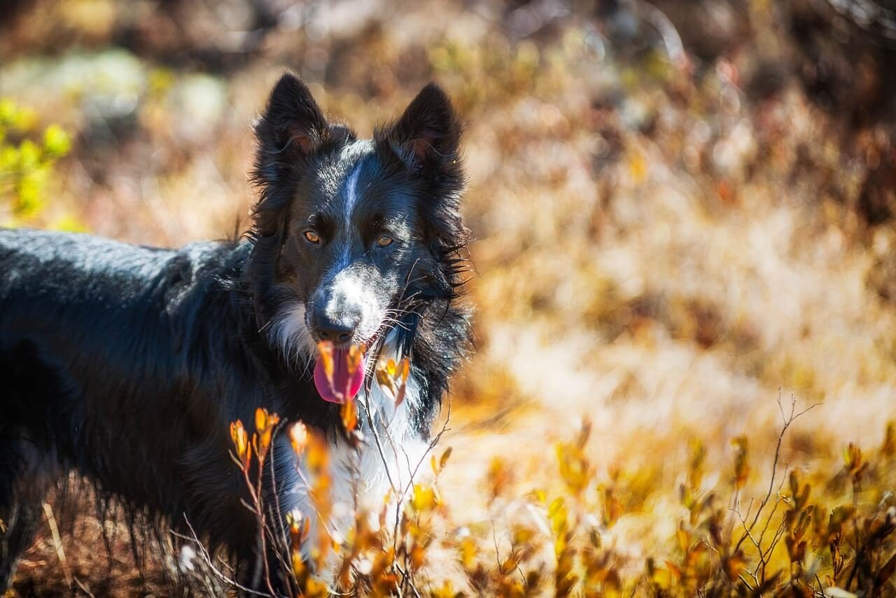 Understanding the Dog Pain Scale: Best 7 Expert Tips!