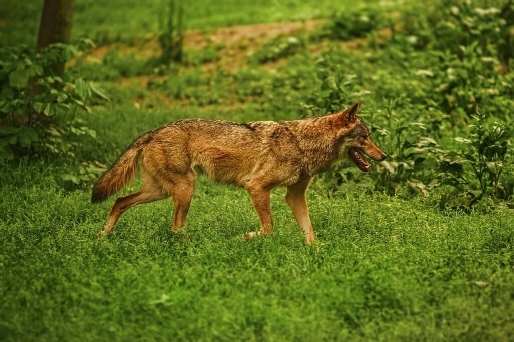 How Much Does a German Shepherd Cost? Best 7 Expert Tips!