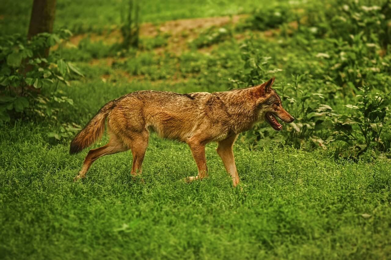 How Much Does a German Shepherd Cost? Best 7 Expert Tips!