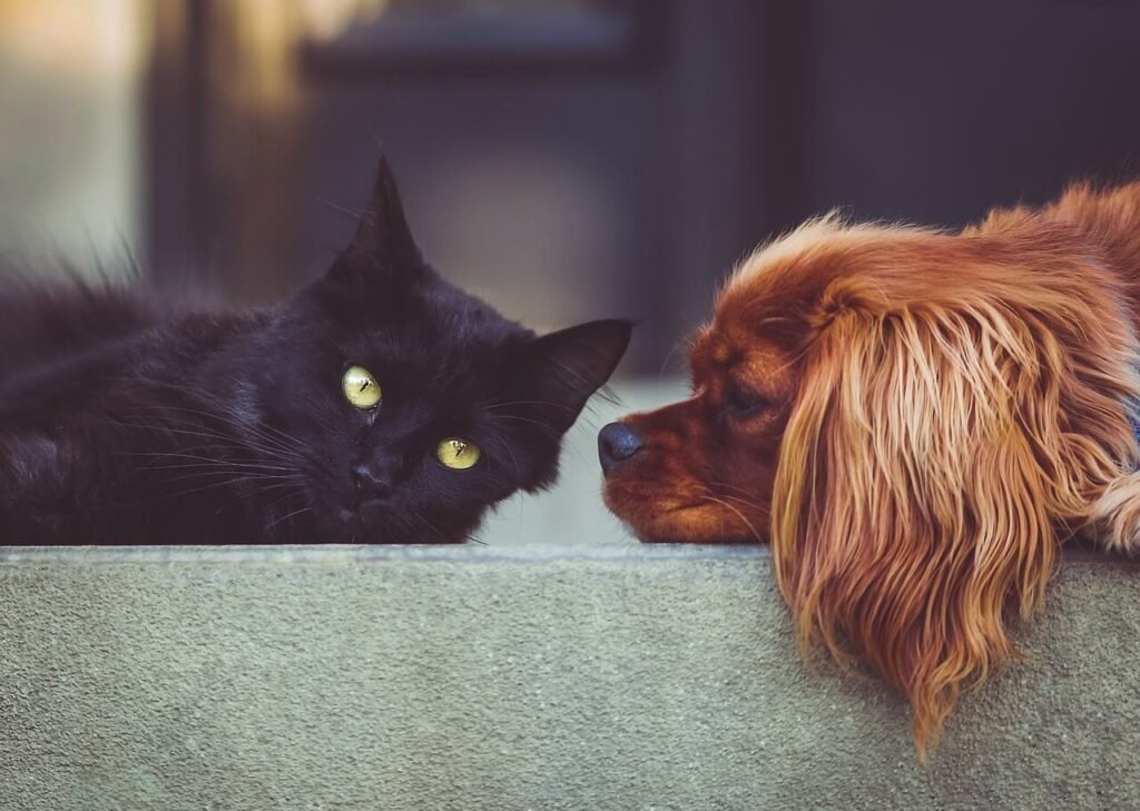 Can Cats Get Dog Lice? Best 7 Expert Tips!