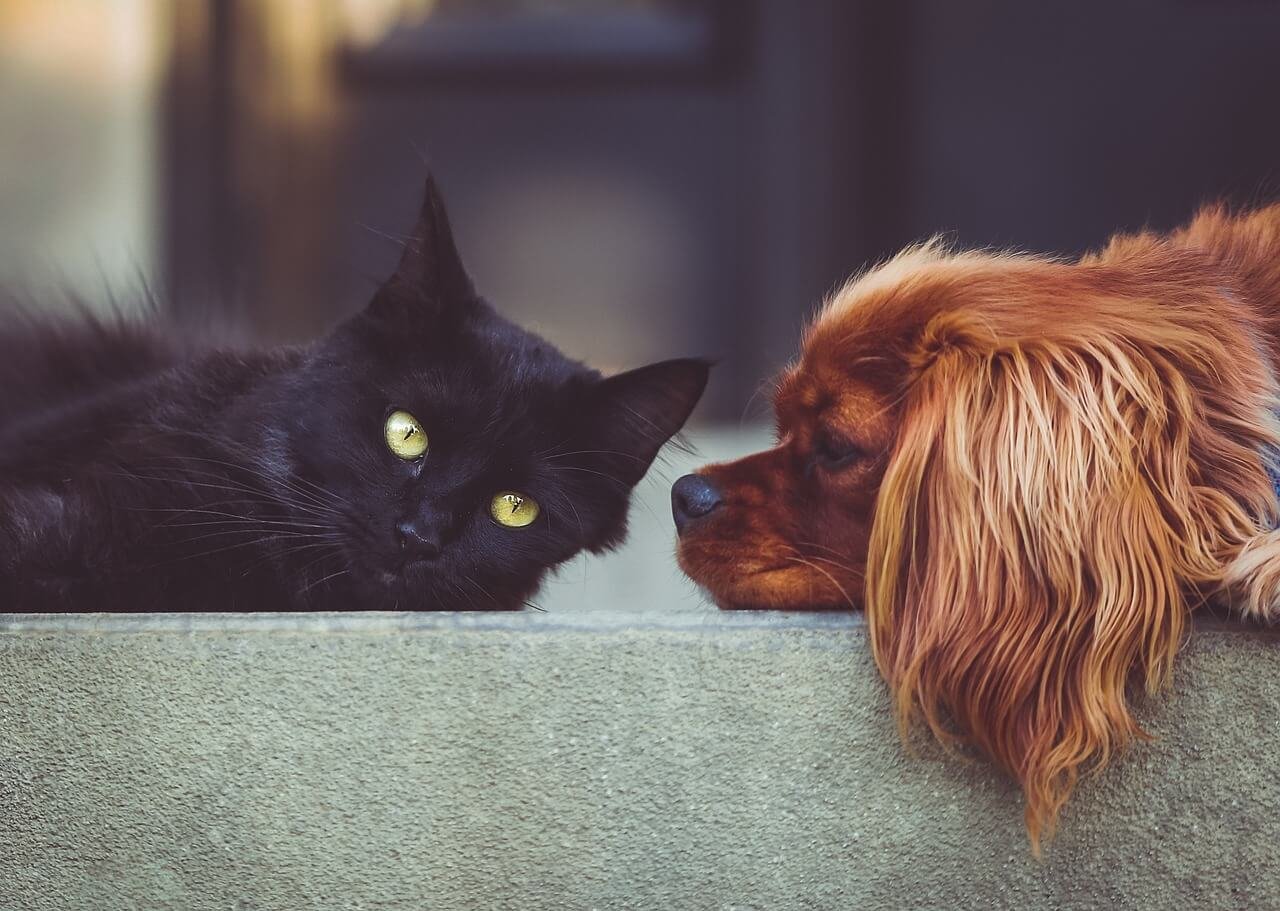 Can Cats Get Dog Lice? Best 7 Expert Tips!
