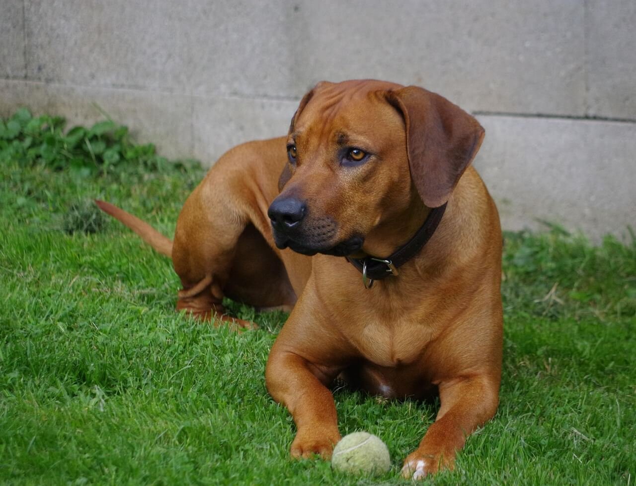Why Does My Dog Like to Chew on My Hand? Best 7 Tips!