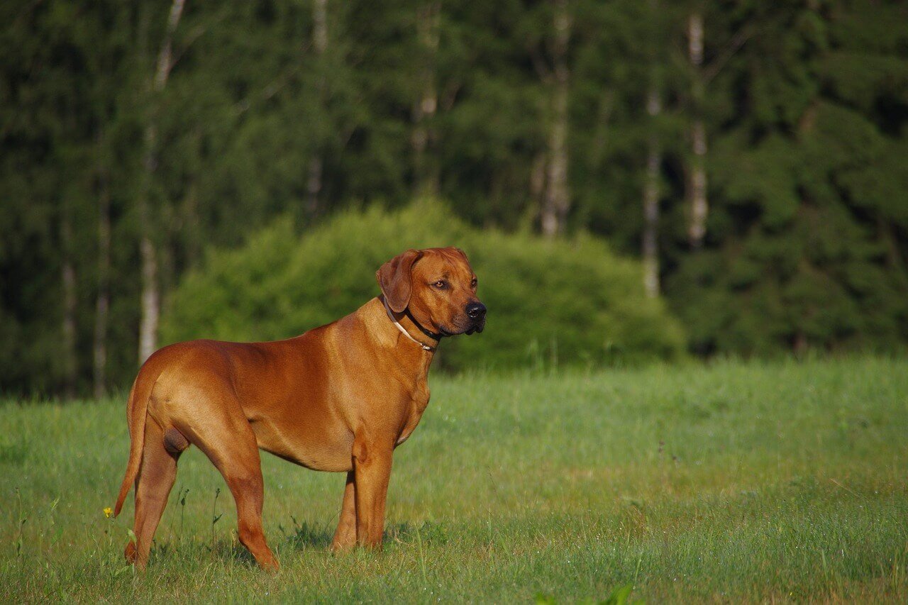Can Dogs Have Oranges? Best 7 Expert Tips!