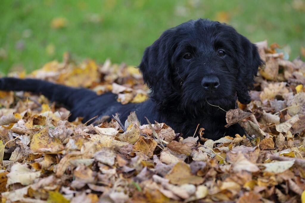 Dog Vomiting Gallstones: Best 7 Expert Tips!