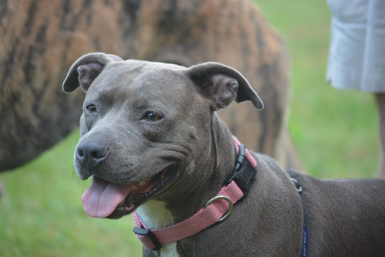 Euthyroid Sick Syndrome in Dogs: Best 7 Expert Tips!