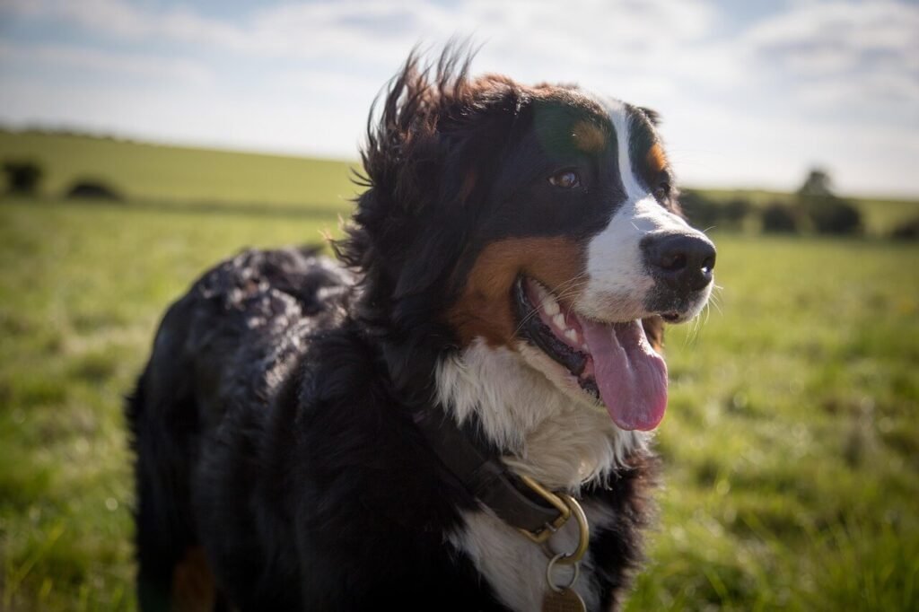 Understanding Average Dog Weight: Best 7 Expert Tips!