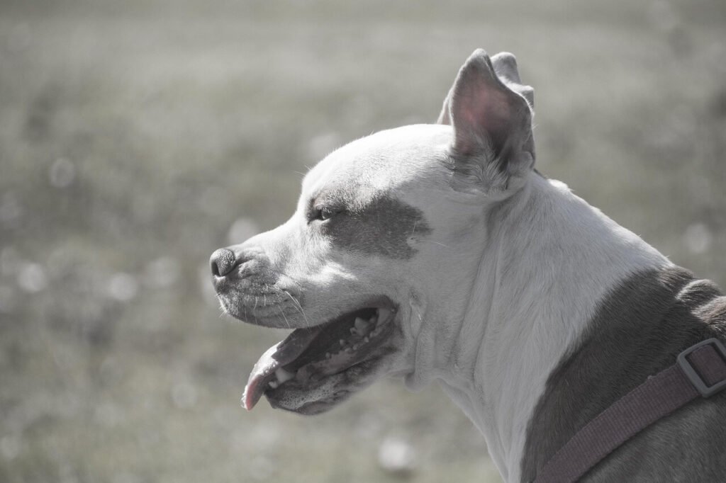 Can a Dog Have Sleep Apnea? Best 7 Expert Tips!
