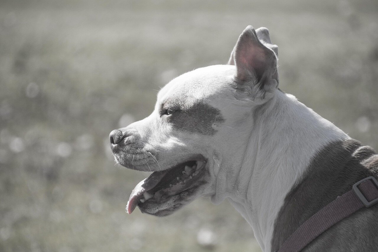 Can a Dog Have Sleep Apnea? Best 7 Expert Tips!