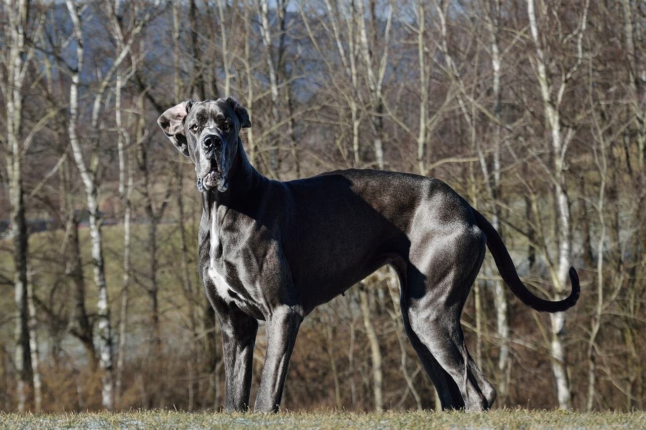 How Much Does a Great Dane Weigh? Best 7 Expert Tips!