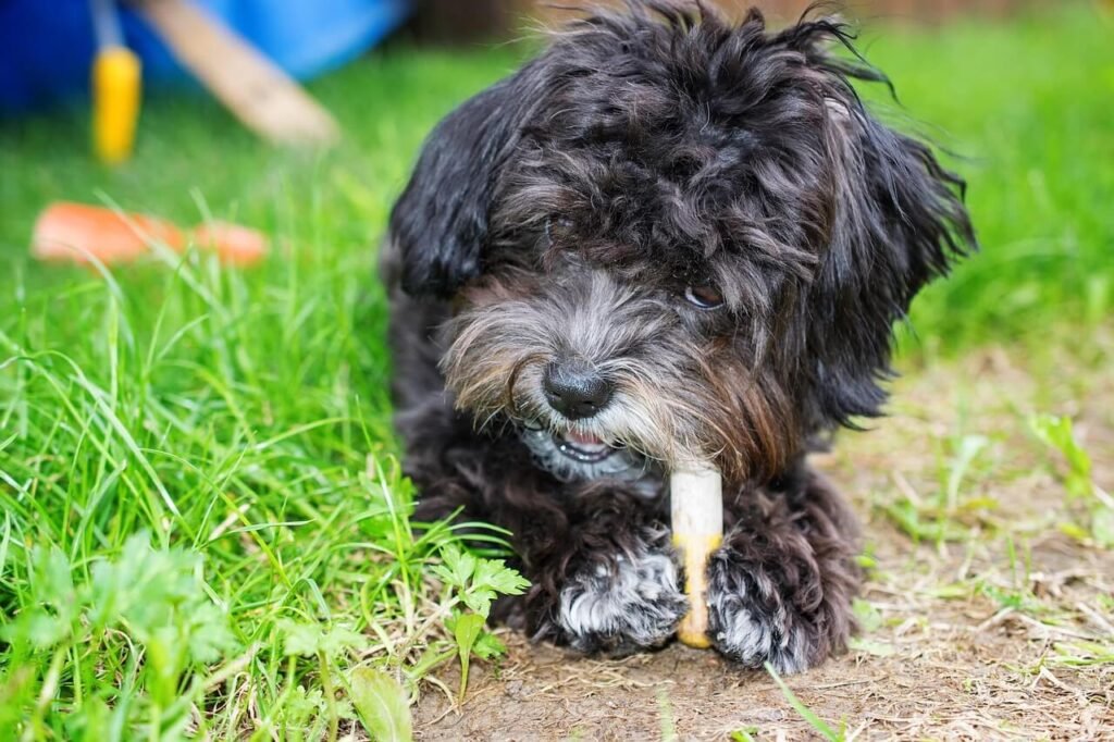 Dog Dementia Life Expectancy and Stages: Best 7 Tips!