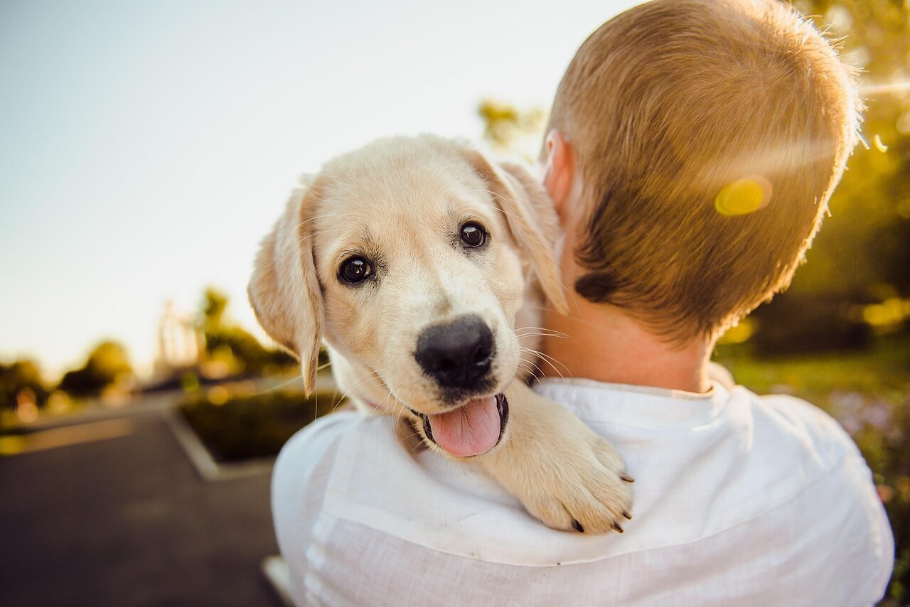 What Size Dog Crate for a Lab? Best 7 Expert Tips!