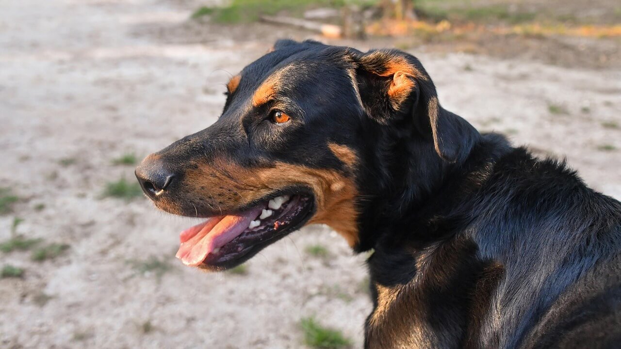 What Can Trigger a Seizure in a Dog? Best 7 Tips!