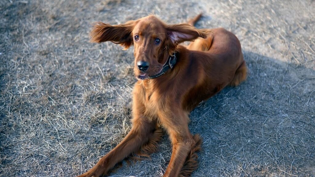 Dog Brain vs Human Brain: Best 7 Expert Tips!