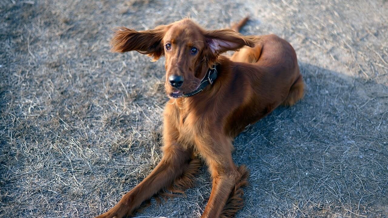 Dog Brain vs Human Brain: Best 7 Expert Tips!