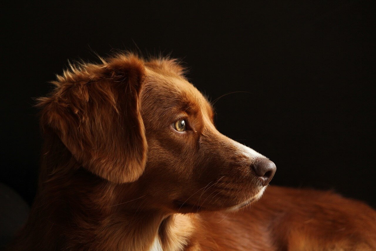 Does Neutering a Dog Help with Dominance? Best 7 Tips!