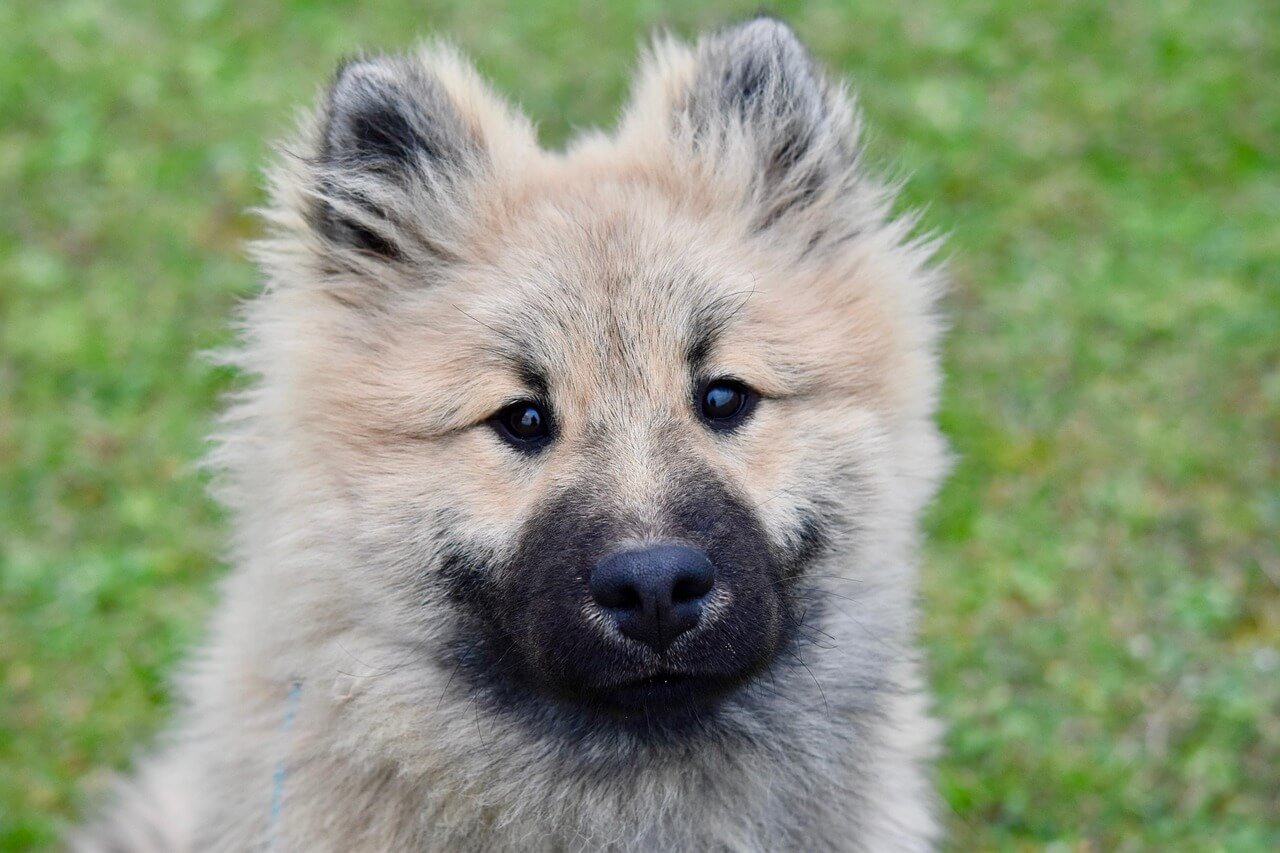 How to Test for Diabetes in Dogs: Best 7 Expert Tips!
