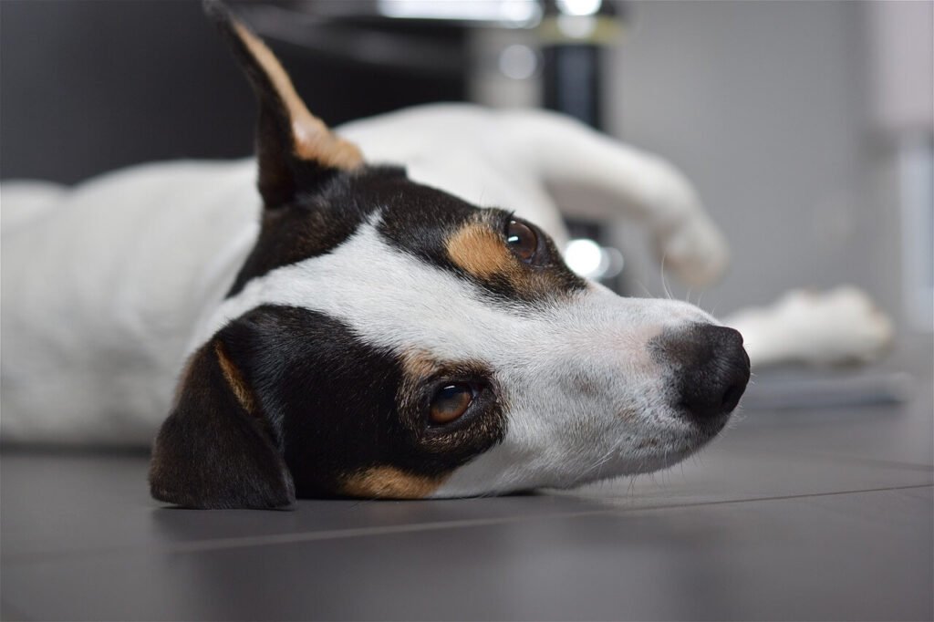 White Worms in Dog Poop: Best 7 Expert Tips!