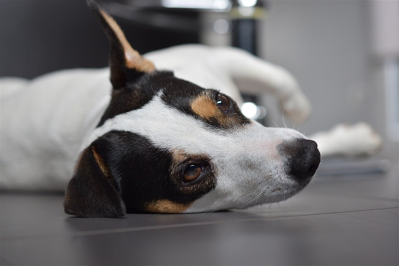 White Worms in Dog Poop: Best 7 Expert Tips!