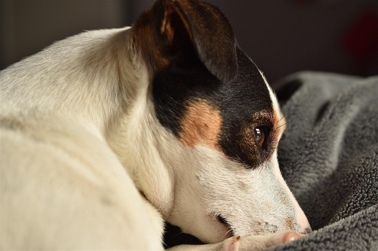 Are Muzzles Bad for Dogs? Best 7 Health Tips!