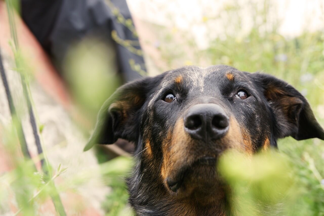 Can Dogs Be Allergic to Cats? Best 7 Health Tips!