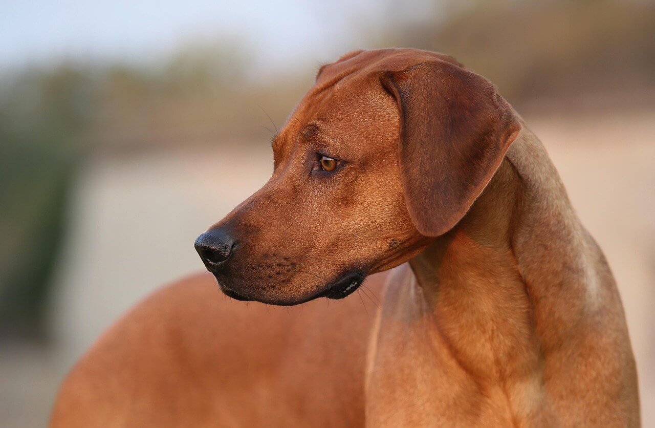 Can I Use My HSA for My Dog? Best 7 Expert Tips!