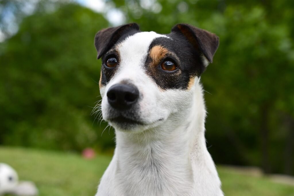 Vegetarian Dog Food Recipe: Best 7 Expert Tips!
