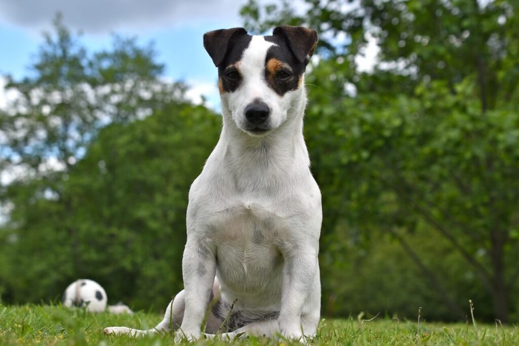 Cost of Dog Surgery to Remove Foreign Object: Best 7 Tips!