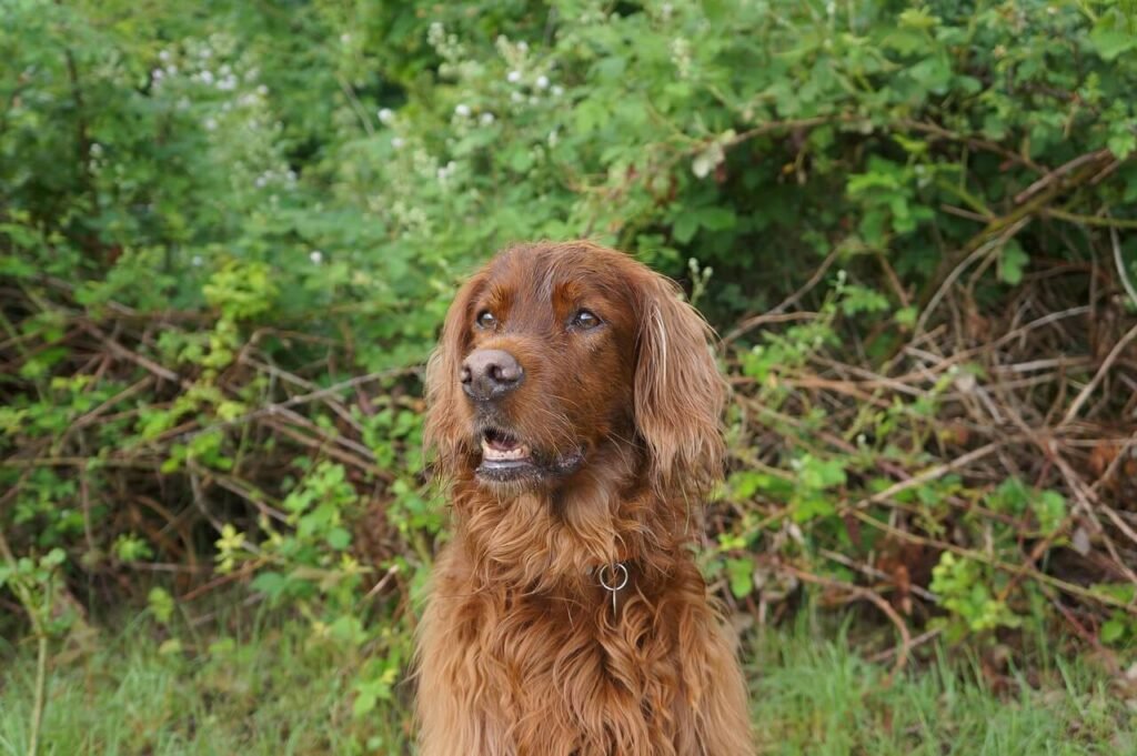 Can Vanilla Ice Cream Kill a Dog? Best 7 Expert Tips!