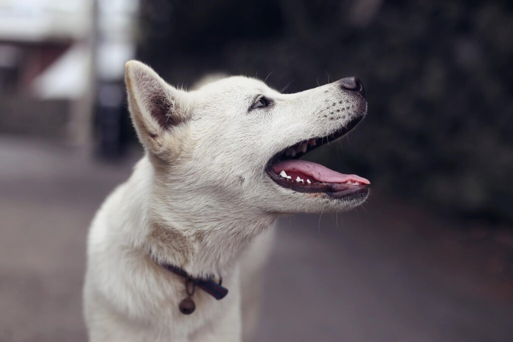 How to Treat Dog Acne: Best 7 Health Tips!