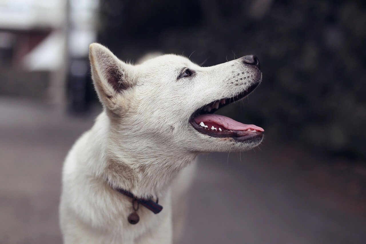 How to Treat Dog Acne: Best 7 Health Tips!