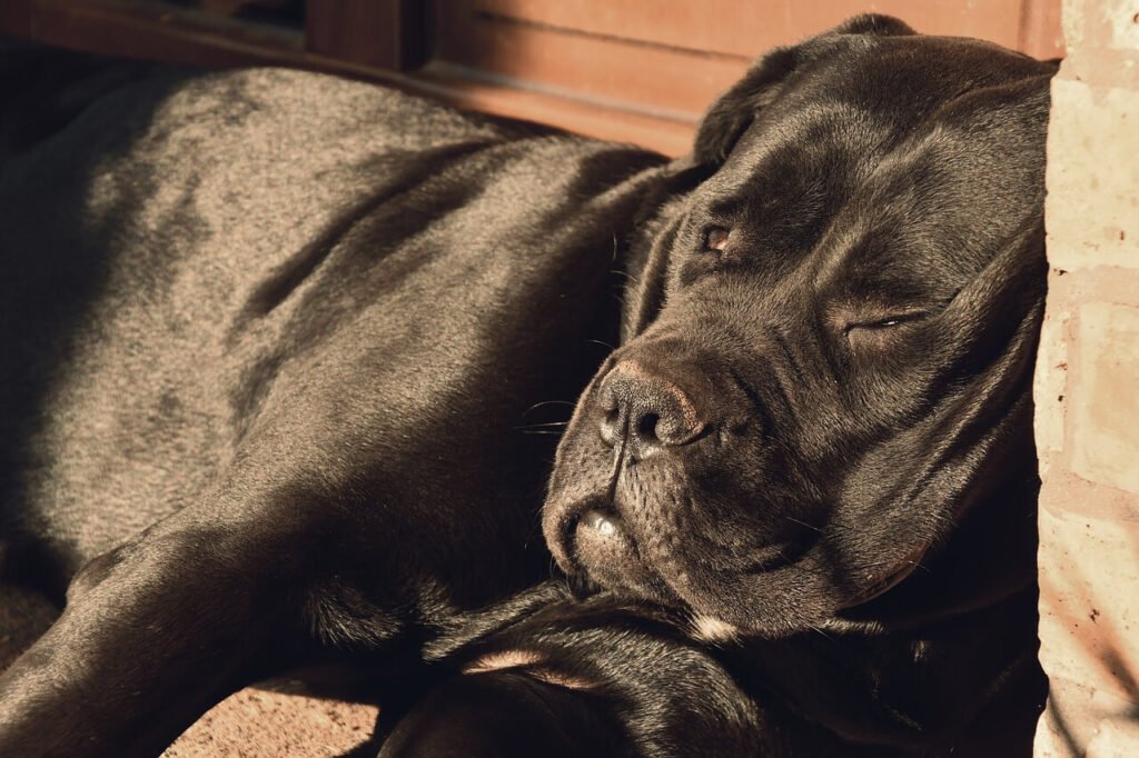 Italian Dog Breeds: Best 7 Expert Tips!