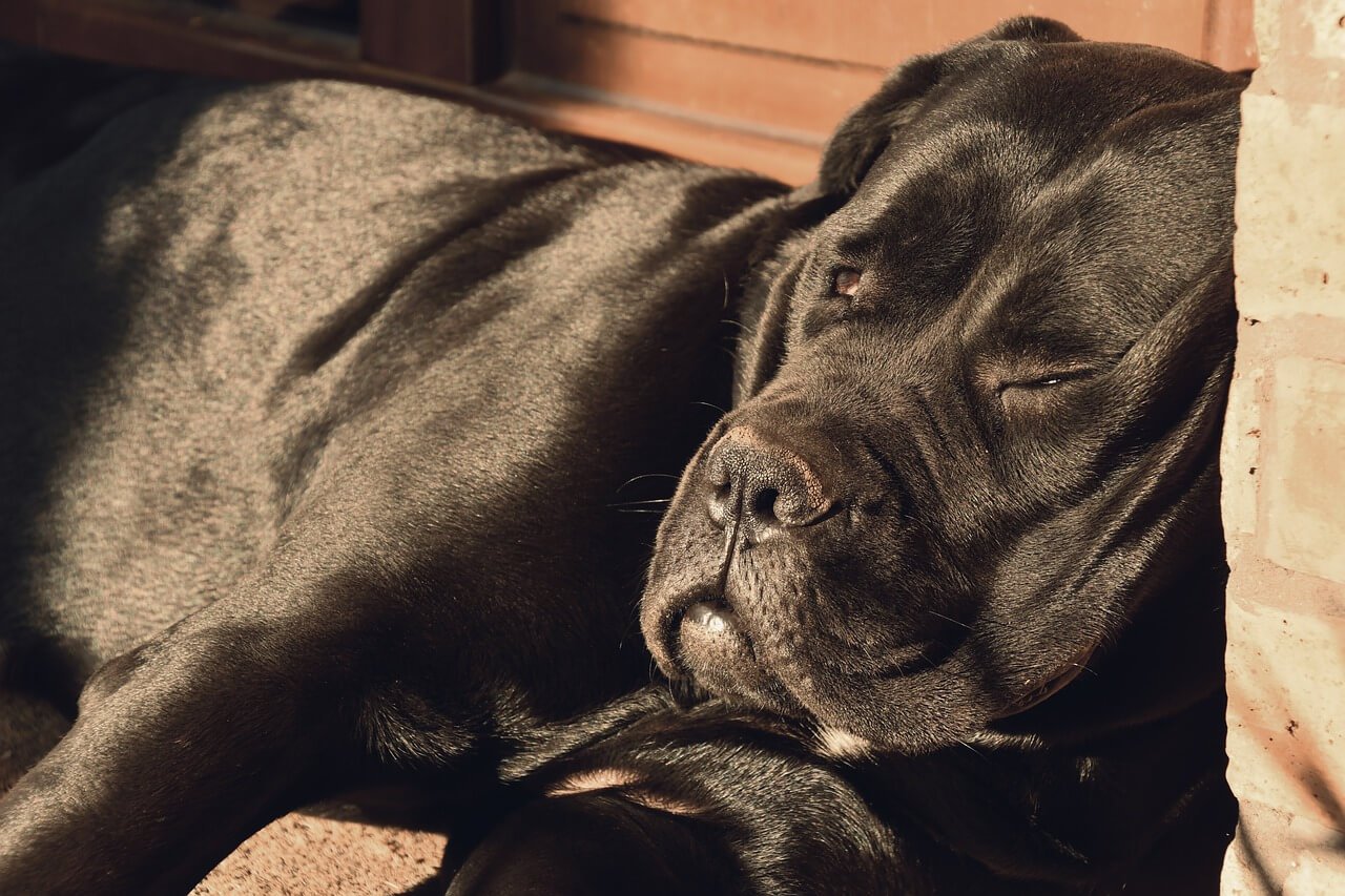 Italian Dog Breeds: Best 7 Expert Tips!