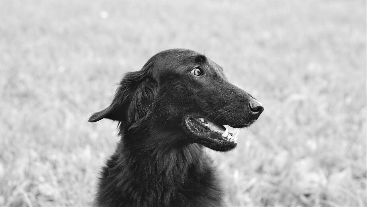 What Smells Do Dogs Hate? Best 7 Expert Tips!