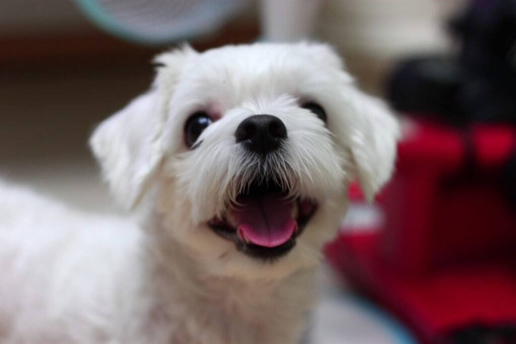 Can Dogs Eat Cabbage? Best 7 Expert Tips!