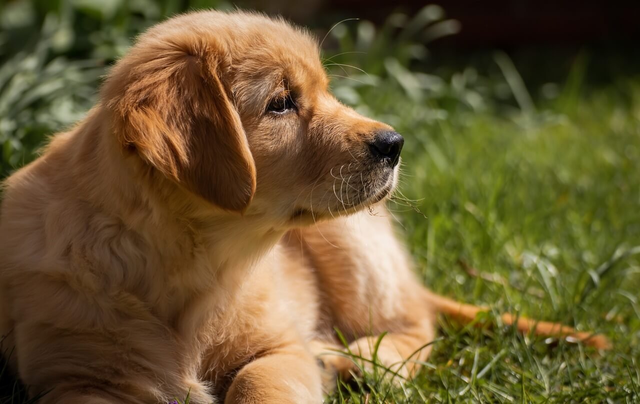 Do Labrador Retrievers Bark a Lot? Best 7 Expert Tips!