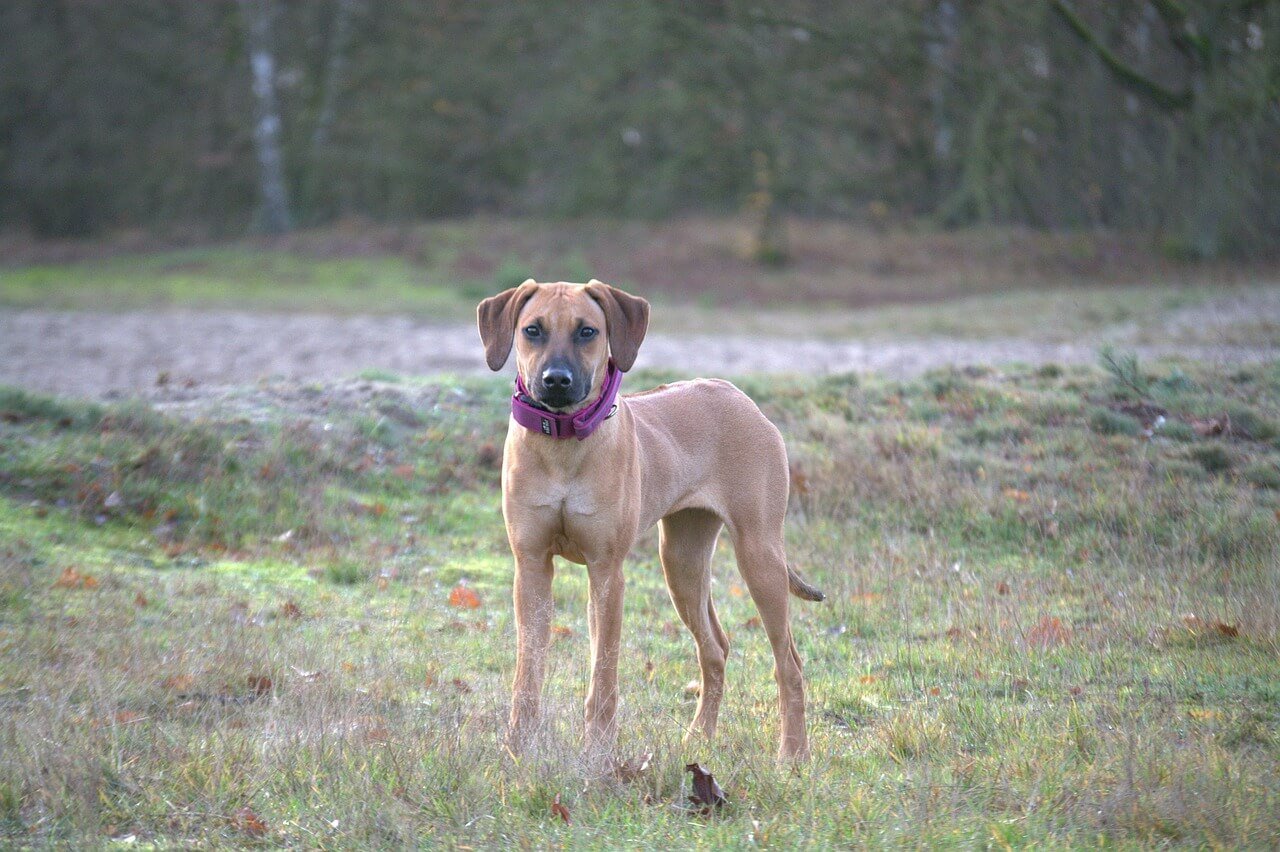 Intramuscular Injection for Dogs: Best 7 Health Tips!
