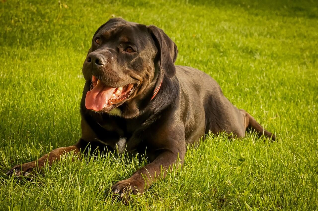 Dog Broken Jaw Cost: Best 7 Health Tips!
